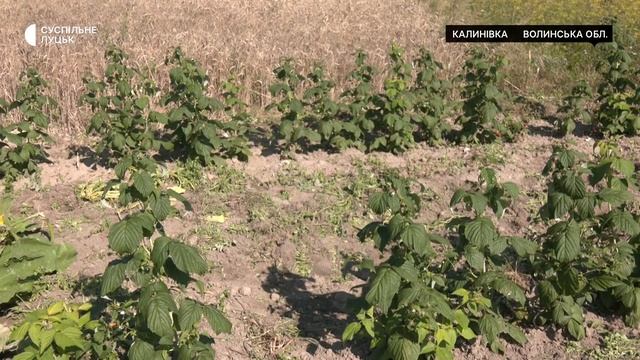 "Раніше село було вдвічі більшим": як живуть та хазяйнують у волинському селі