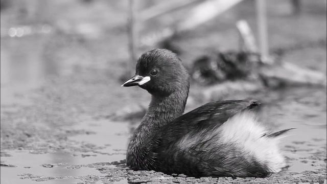 Little Grebe