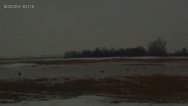 Охота на гуся с сыном.