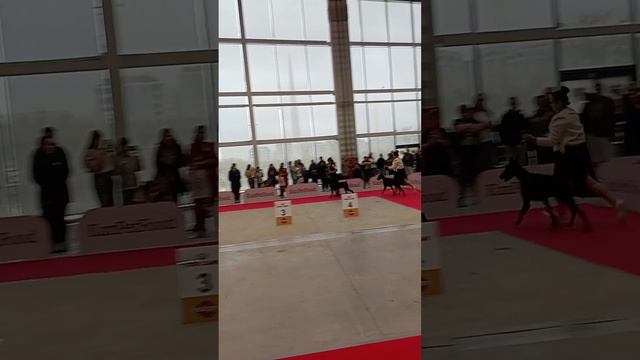 ASTANA WINNER 1, 25 мая 2024 год . ринг доберман. судья в ринге Sonia Kelveri-Philippou