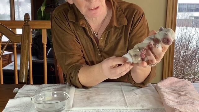 Helping The Newborn Puppy To Poop And Pee