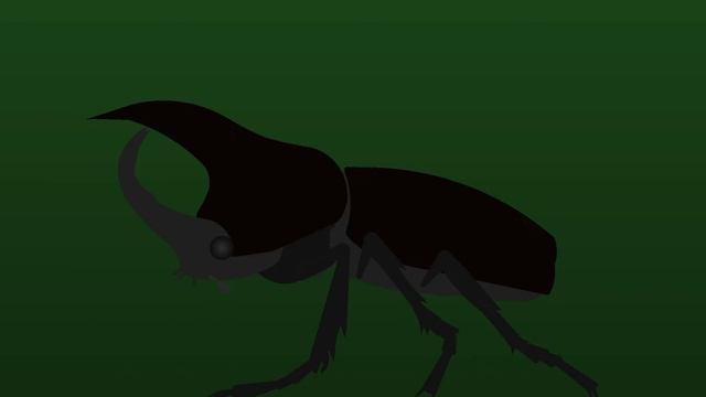 golden orb weaver spider and rhino beetle stks