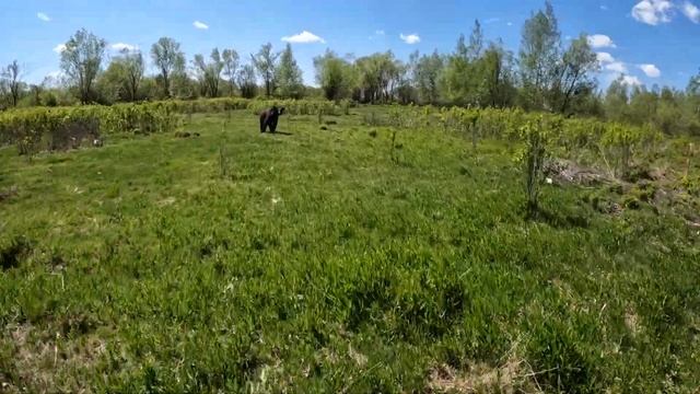 Медвежата не узнали свою маму.