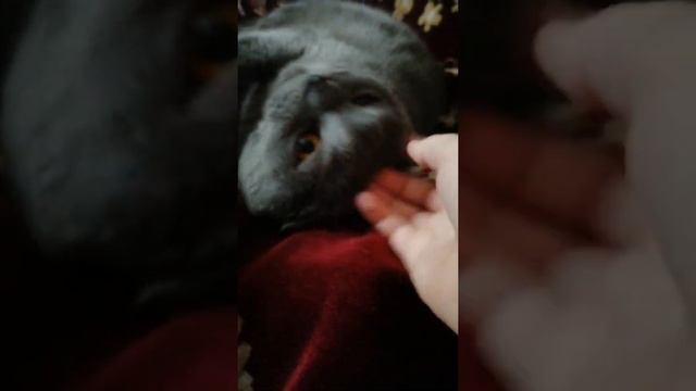 Мая кошка