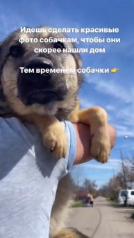 Смешные животные | Собаки | Приют для животных | Кошки