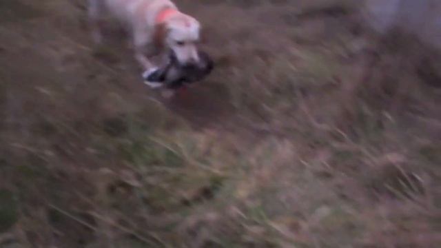 Labrador : chasse & nuisibles (le ragondin)