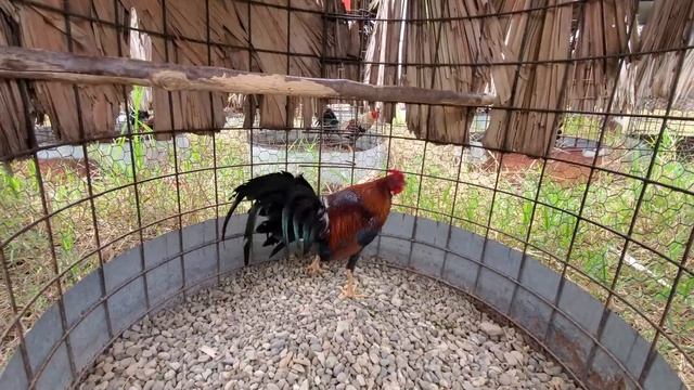 La manera correcta de tener gallos tuza y barba en cuido mucha fuerza y saludable