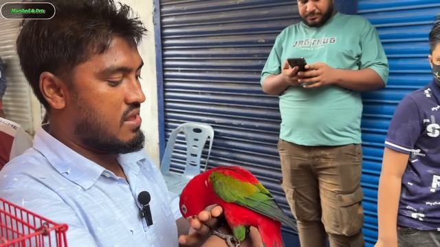 ঝুম বৃস্টিতে জমজমাট মিরপুর ১ পাখির হাট | Murpur 1 Pakhir Hat | Birds Price BD #viralvideo #birds