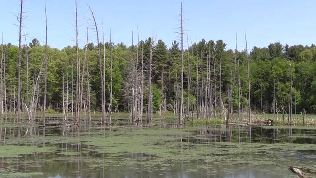 Indigo Bunting, Giant Ichneumon Wasp, King Bird, and Great Blue Herons