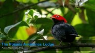 Posada Amazonas Amazon Tour | Puerto Maldonado, Peru