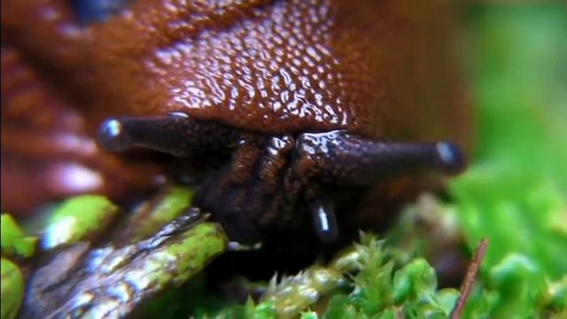 Arion lusitanicus