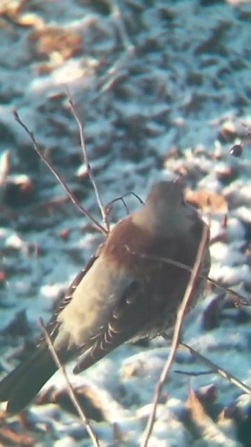 Hallrästas (Turdus pilaris; Fieldfare)
