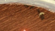 Crematogaster sordidula