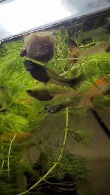 ГУППИ #guppy #гуппи #рыбки #fishing #рыбалка #мальки #хобби #fish #ампулярии #разводня