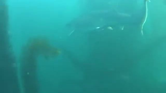 Shark Dive La Jolla Seven Gill