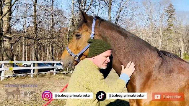 SENIOR WARMBLOOD gets MUCH NEEDED LUMBAR ADJUSTMENT 🐴