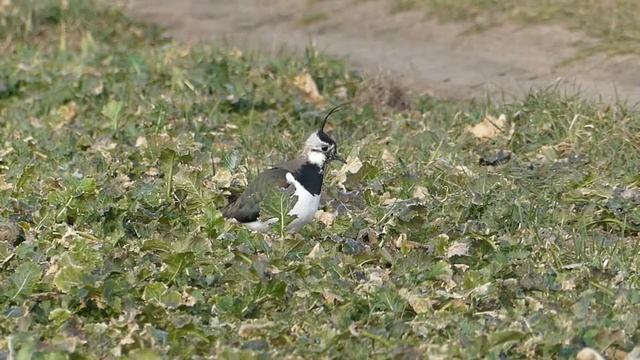 Czajka (Vanellus vanellus)