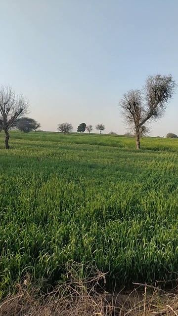 Indian field