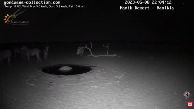 Spot the differences: Mountain zebra and Burchell's zebra | @NamibiaCam 8 May