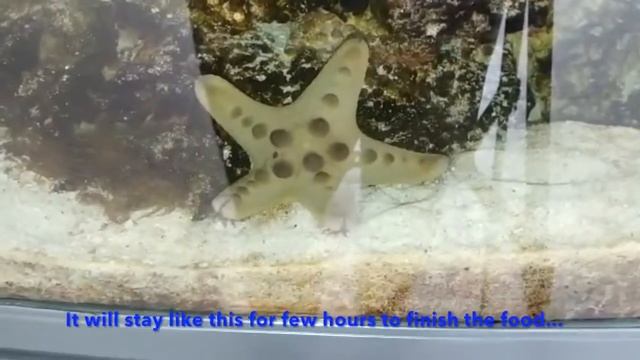 Starfish Flipping Back Eagerly to Enjoy the Dry Shrimp in Mouth