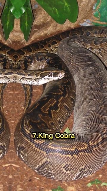 Biggest snakes in the world #top #snake #world #youtubeshorts #shortsvideo #shorts #viral