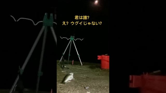 君は誰？え？ウグイじゃない？#網走市 #オホーツク海 #釣り