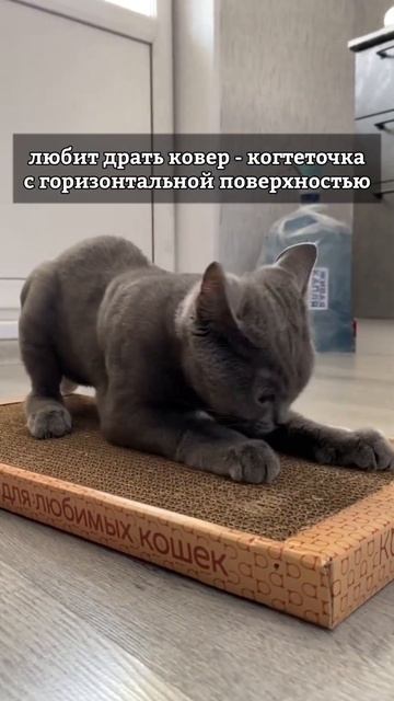 Кот полюбит когтеточку!