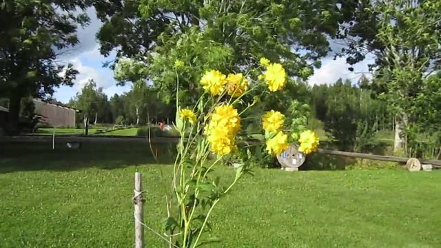 DANSANDE RUDBECKIA  041.MOV