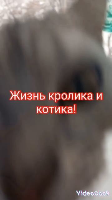 Канал жизнь кролика и котика🐰🤝🐱. Отрывок из видео