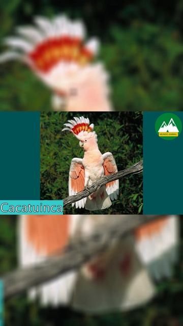 Cacatuinca - Aves Exóticas