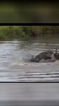 Antelope wades into the swamp but still can't escape the lion