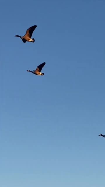 Swan flying.