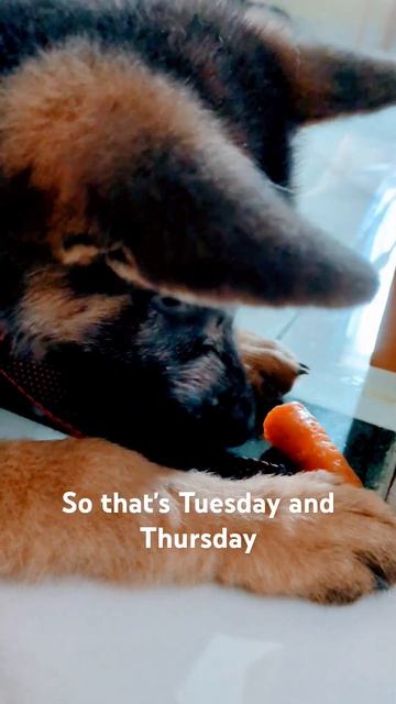 Loki the German shepherd needs treats everyday #germanshepherd #dog #puppy #pet