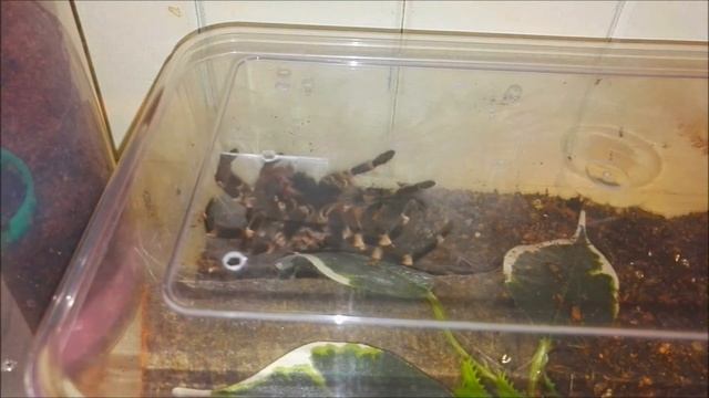 Acanthoscurria geniculata (Brazilian White Knee) Moult (Timelapse)