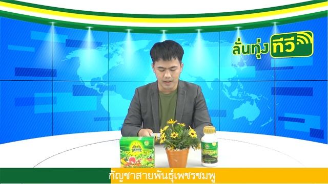 กัญชาสายพันธุ์เพชรชมพู | ลั่นทุ่งนิวส์กับไร่เทพ
