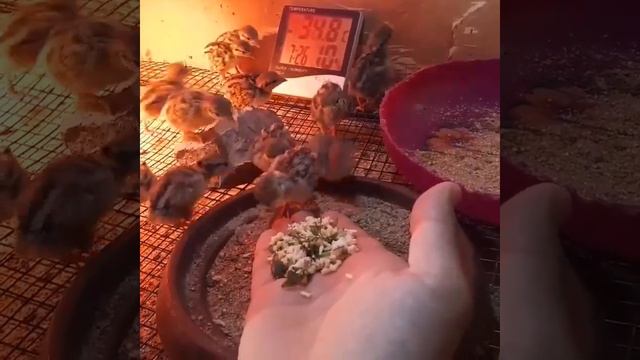 Самый дешевые протеин для цыплят каменной куропатки