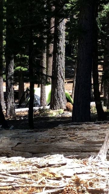 Bear in the campsite! #bears #california
