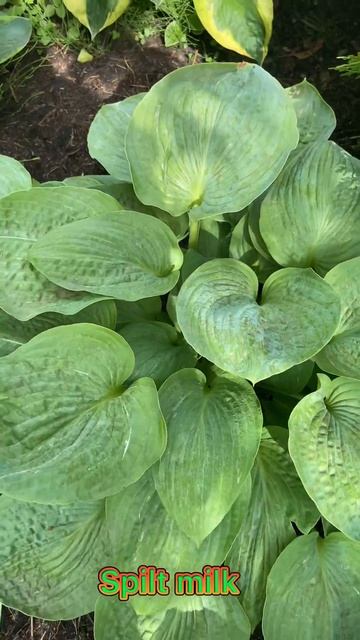 Хоста Спилт Милк (hosta spilt milk) сад хост в Бийске