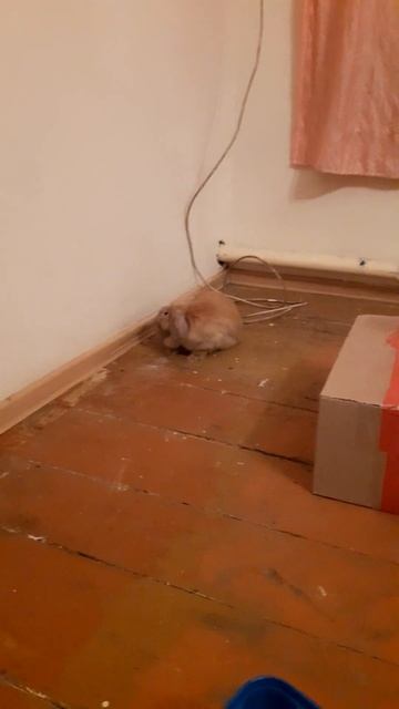 Фелисити - талисман приюта