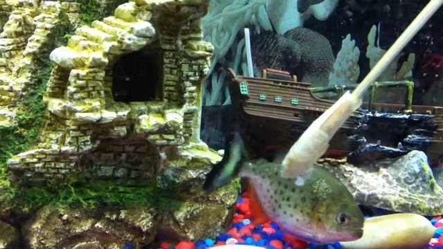 my 3 piranha eating live shrimp ..   mar23.12
