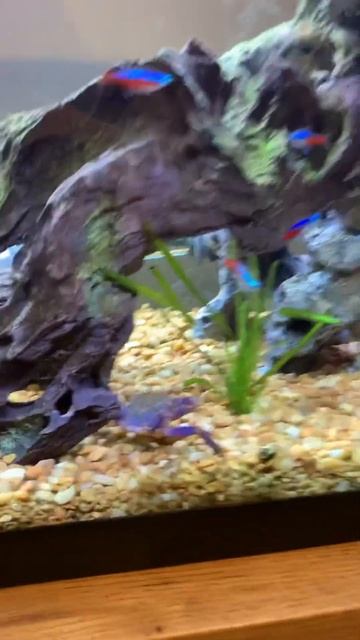 That’s Kong the Crab!