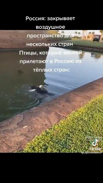 орел плавает