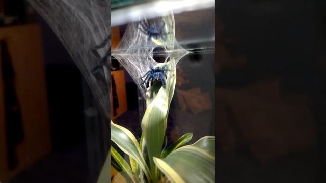 Avicularia versicolor (5th molted).