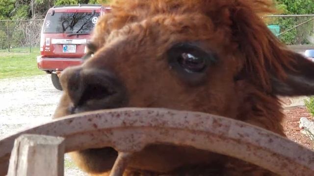 Funny Alpaca chews on a metal wagon wheel! Addie Acres
