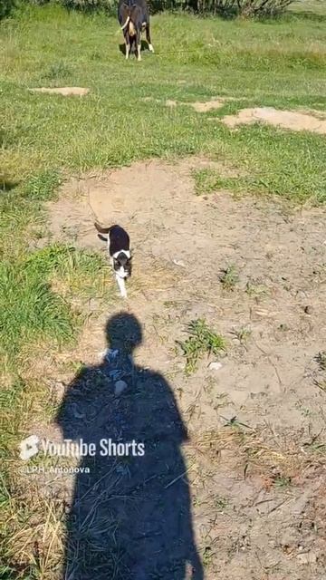 кот пастух