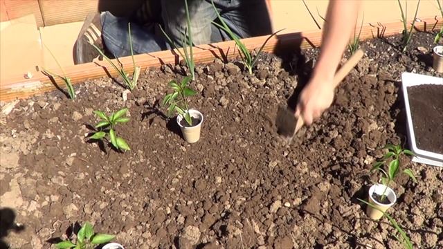 Como Plantar Pimientos O Chiles En El Huerto Paso a Paso || La Huertina De Toni