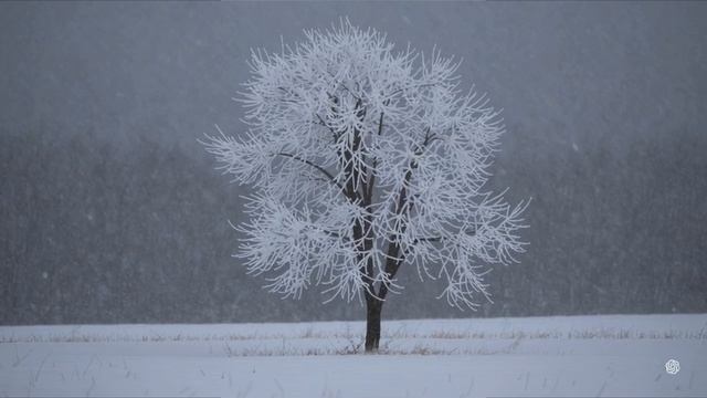 КЛЁН ТЫ МОЙ ОПАВШИЙ, КЛЕН ЗАЛЕДЕНЕЛЫЙ музыкальная видео композиция на стихи С.Есенина