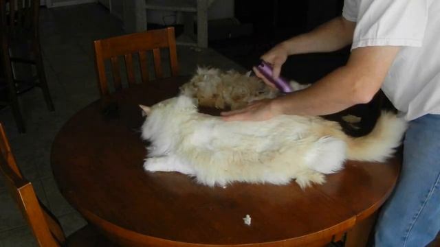 How to shave your cat