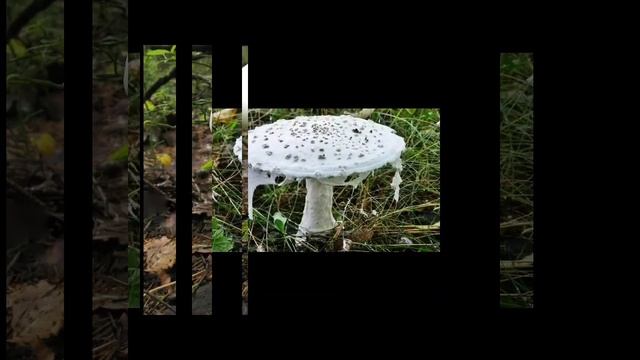 Мухомор вонючий (белая поганка)
