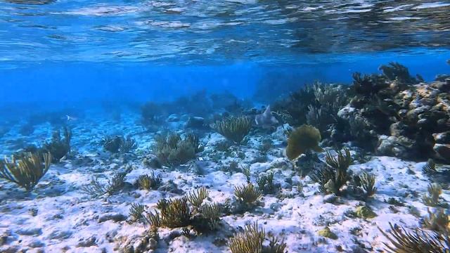 Swimming with a Nurse Shark